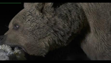 Akbaba Restoran-Atmaca Şenliği