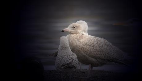 Bir Kutup Martısı Hikayesi