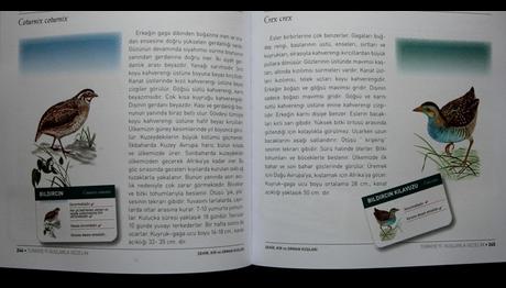 Örnek haber adı gelecek.