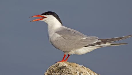 Sumru adasında  hüzün var.