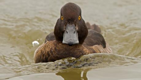 EVCİL KUŞLAR ve FOTOGALERİ