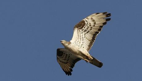 Örnek haber adı gelecek.