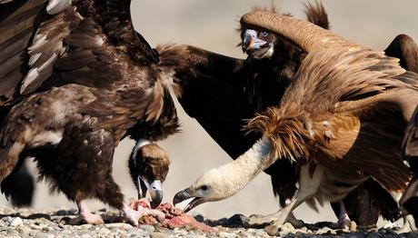Asya nın Akbabalarını Yok Olmadan Önce Kurtarmak 