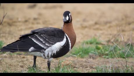 Romanya da çevre korumacılar ile avcıların  güç birliği 