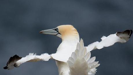 Komik Yaban Hayatı Fotoğraf Ödülleri