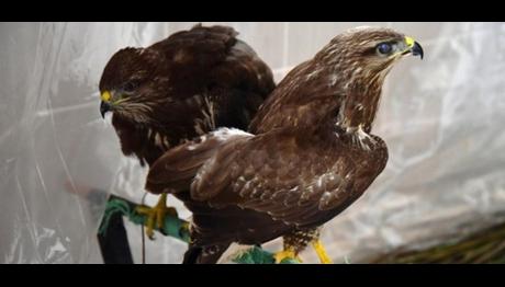 KUŞ CENNETİ'NDE HASTA KUŞLARA ÖZEL BAKIM