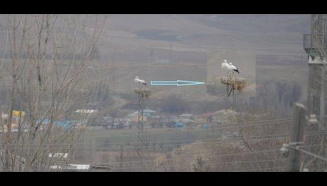 Kış Leyleklerinden Haber Var