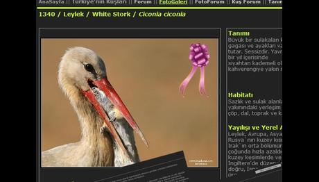 Tür Sayfaları Yarışıyor!!!