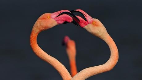 Flamingoların sadece tüyleri mi pembedir? 