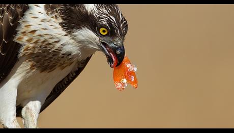 Not Düşülmüş Fotoğraflar