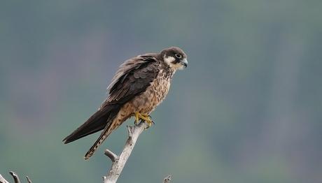 Avlarını Tutsak Eden Doğanlar