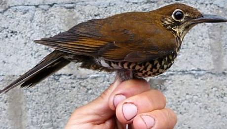 Dünya İçin Yeni Tür