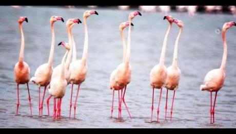 Kuş Cenneti'ne Döndü