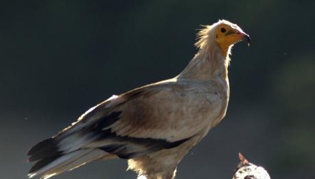 Temizlik İşçisi Kuşlar