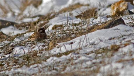 Nadir Tür Yahyalı'dan