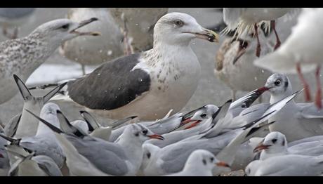 İstanbulda nadir kış ziyaretçisi