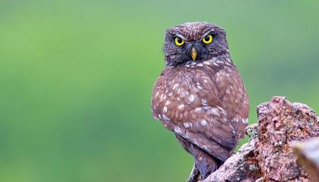 Gebze nin Yaban Hayatı Fotoğraf Sergisi