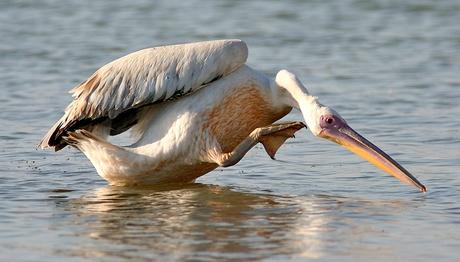 Deniz kuşlarının gıdası: Plastik