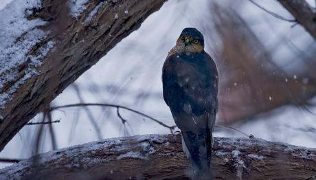 `Kuşçu dediğin bu fotoğrafı çeker` diyor şeytan