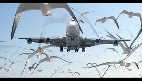 Bakanlık ve Kuşlar