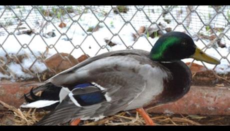 Avcıların Vurduğu Kuşlar Tedavi Ediliyor