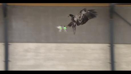 Drone avcısı kartal