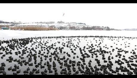 Yaban hayata yem destekleri