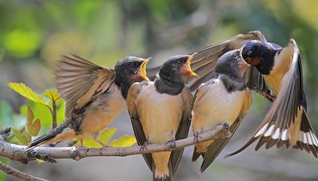 Doğada Yalnız Bulunan Yavru Hayvanlar Alınmamalı
