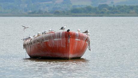 Bursada Kış Ortası Su Kuşları Sayımı Yapıldı