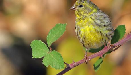KÜRESEL KUŞ SAYIMI: 12-15 Şubat