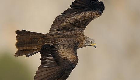 Avustralya yırtıcıları ateşle oynuyor 