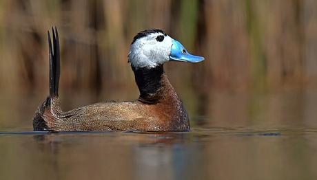 `Kurdun Kuşun Hakkı` Korundu