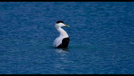 İstanbul'da Bir Pufla