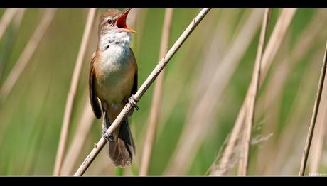 Kış Boyunca Aşk Şarkılarını Prova Ediyorlar