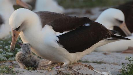Bilinen En Yaşlı Kuş Tekrar Anne Oldu