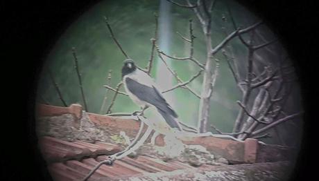 Gözlenen Tür Tanımı Konusunda Emin Değilseniz