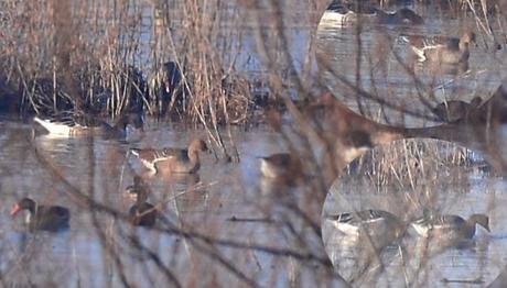 Manyas'ta Tarla Kazları