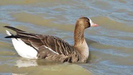 Kuşçular için yoğun  günler
