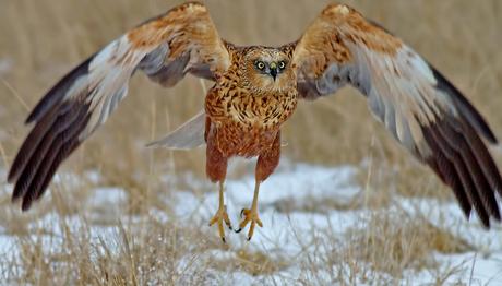 Farklı alanları kullanan göçmen kuşlar daha hızlı adapte oluyor