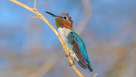 Dünyanın en küçük kuş türü ile tanışın 