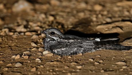 Kamuflaj yem olma şansını gerçekten azaltıyor 