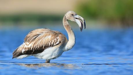 KOSKS haberi NTV de 