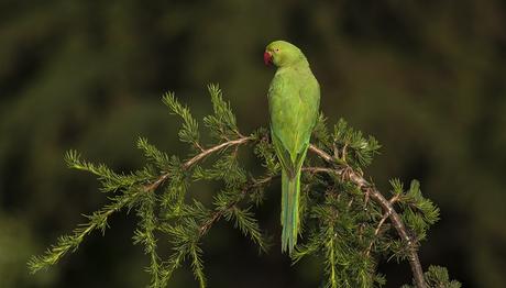 BİZİM YEŞİL KUŞUMUZ