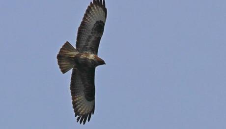 İSTANBUL YIRTICI VE LEYLEK GÖÇÜ BAŞLADI