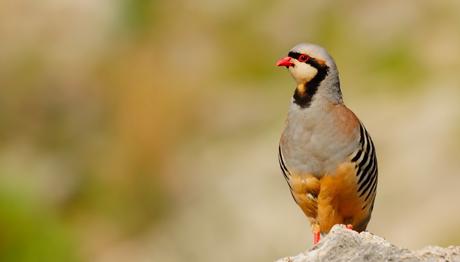 Doğaya Salınan Keklikler Üzerine Bir Çalışma