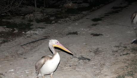 Kuş Cenneti'nde yangın