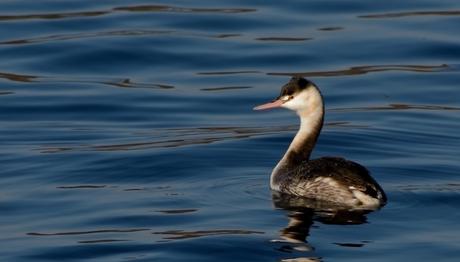 İKGT 14 Şubat Yalova/ Hersek Lagünü ve Termal Ormanı Gezi Notları