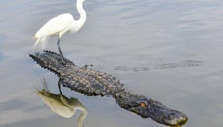 Bataklık kuşları ile timsahların acımasız ortaklığı 