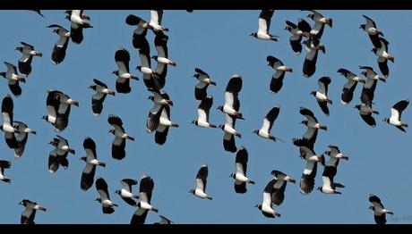 Küresel Kuş Sayımı 2016 Ara Raporu