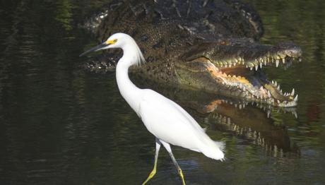 Bataklık kuşları ile timsahların acımasız ortaklığı 